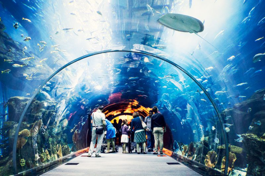 Day 03: Dolphinarium, Desert Safari