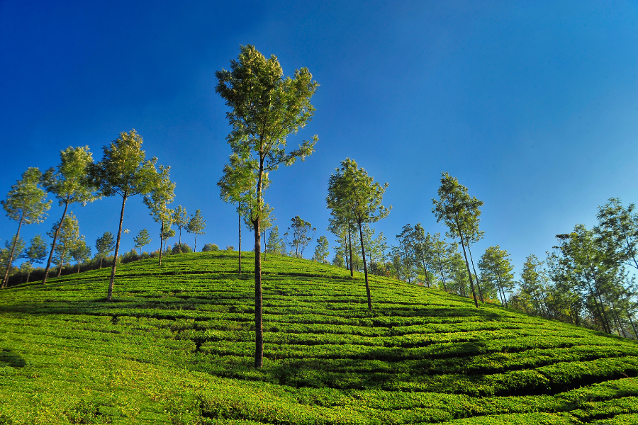 Day 04: Alleppey: Departure