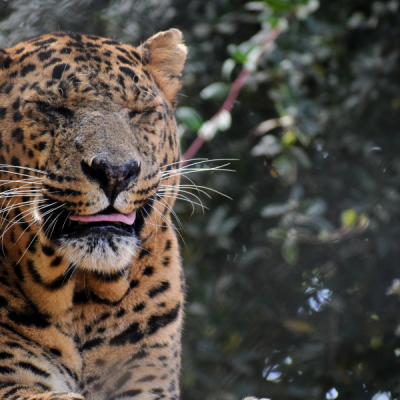 Jim Corbett
