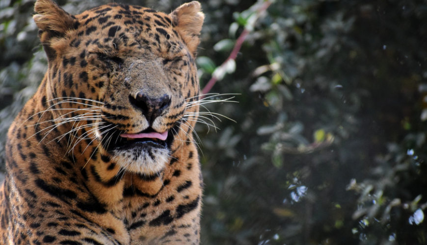 Travel Management Company