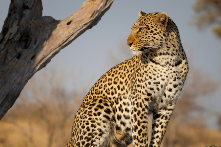 Type of Fauna and Flora in Jim Corbett