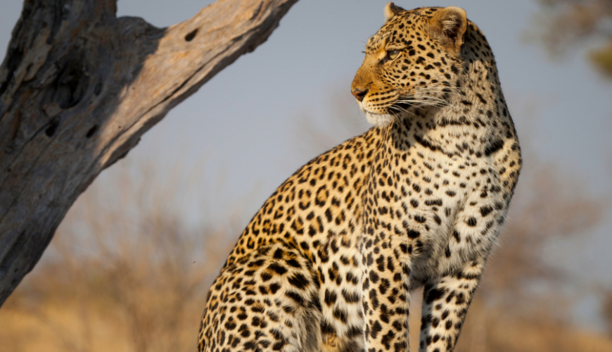 Travel Management Company