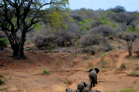 Jeep Safari in Jim Corbett