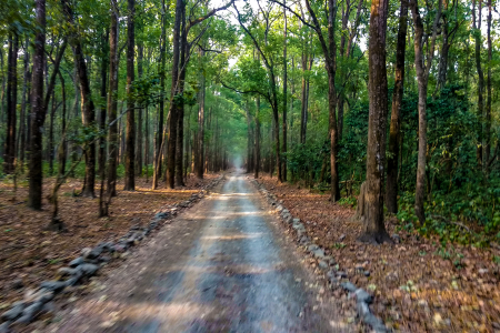 Things you must know before planning to visit Jim Corbett National Park!